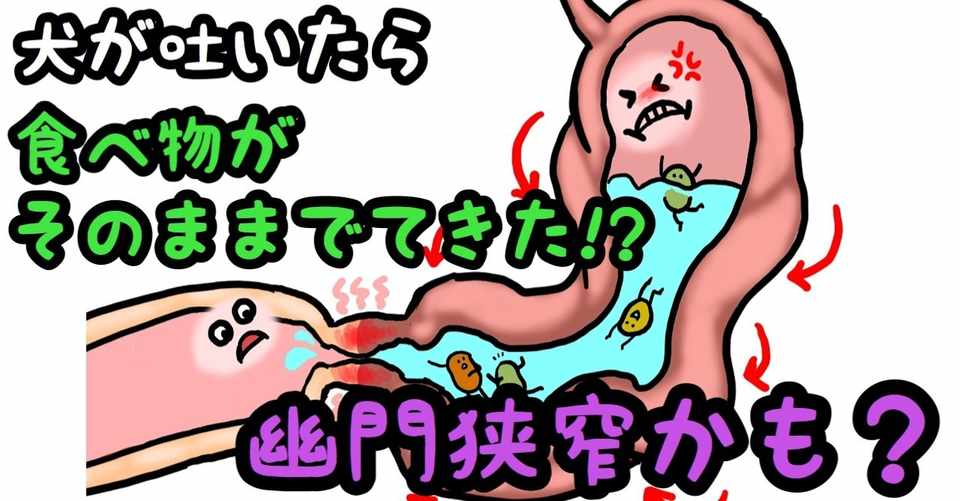 犬が吐いた 食べた物がそのま出てきた それ幽門狭窄かも ドッグライフサポーター 獅子パパ Note