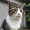 Fly_aji_fry