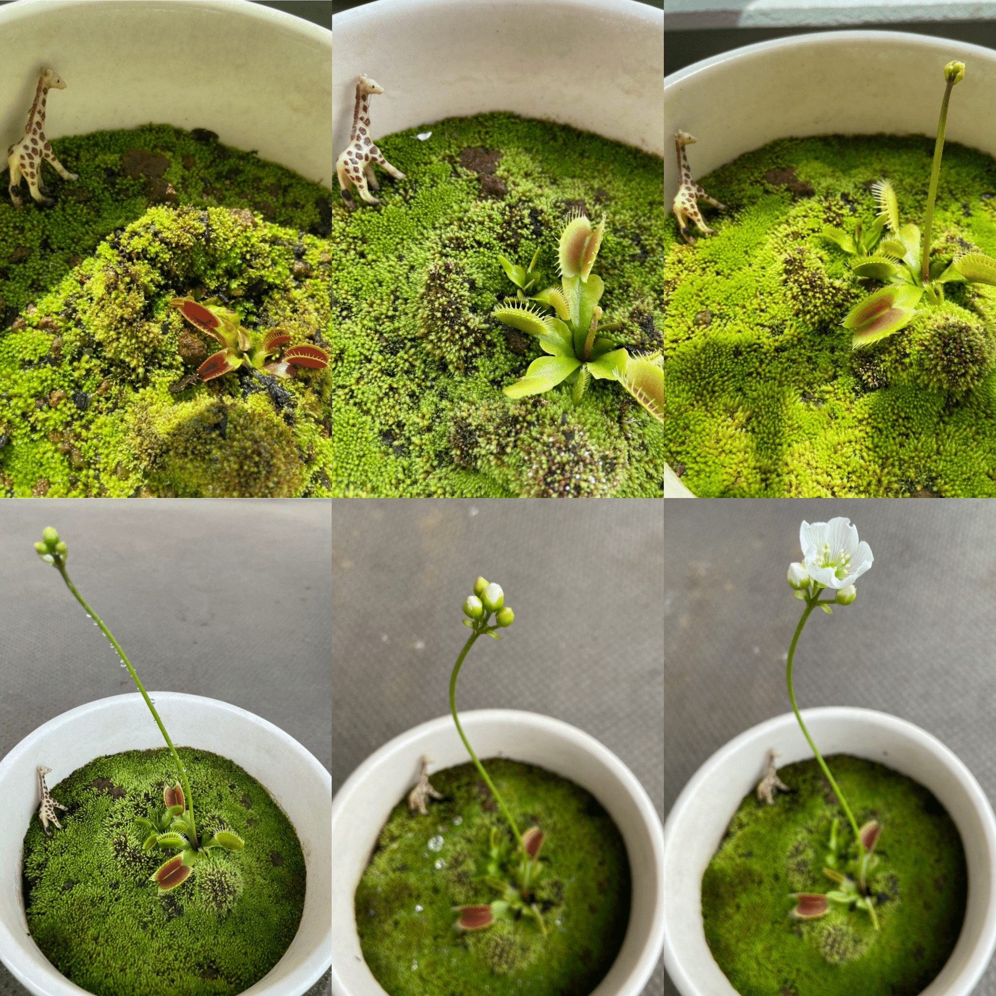 ハエトリソウ の新着タグ記事一覧 Note つくる つながる とどける