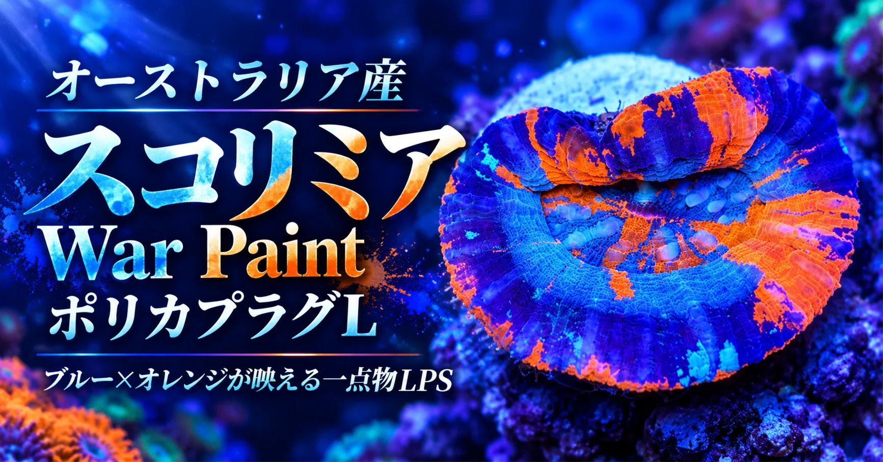 オーストラリア産スコリミア War Paint｜ブルー×オレンジが映える一点 