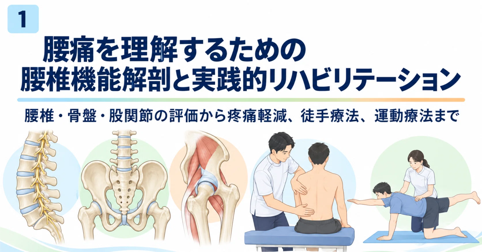 腰痛リハビリのための腰椎機能解剖と評価｜腰椎・骨盤・股関節から