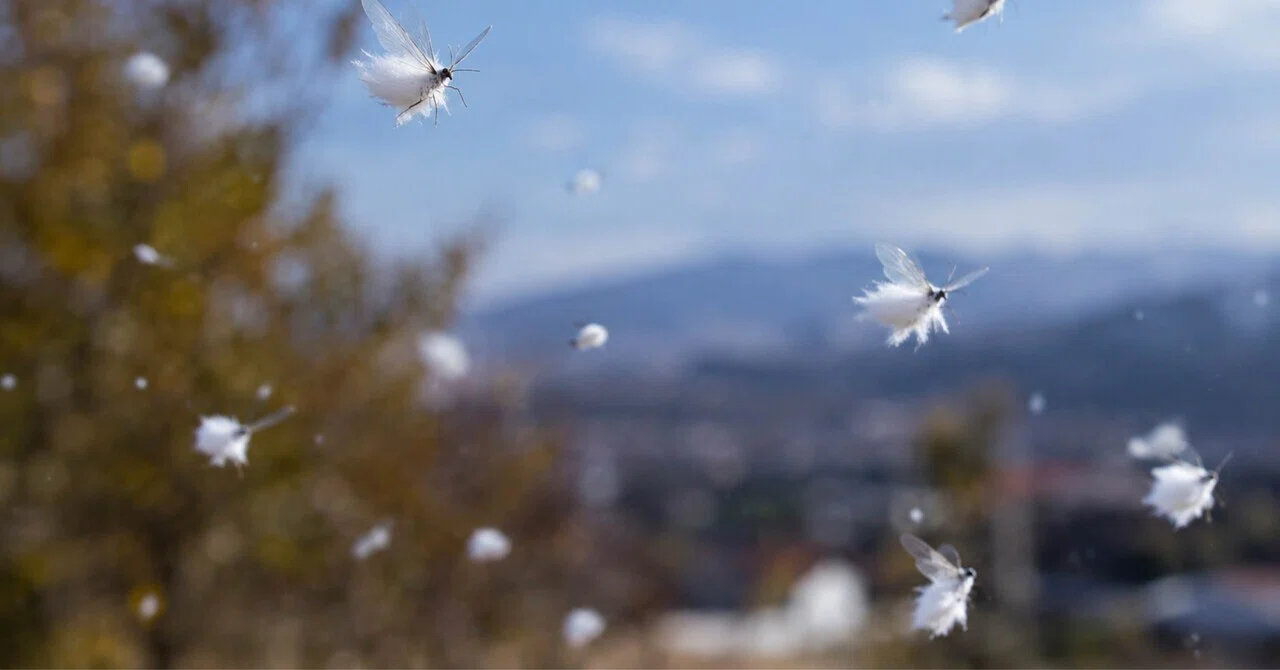 The Arrival of Snow Insects｜新明ひび