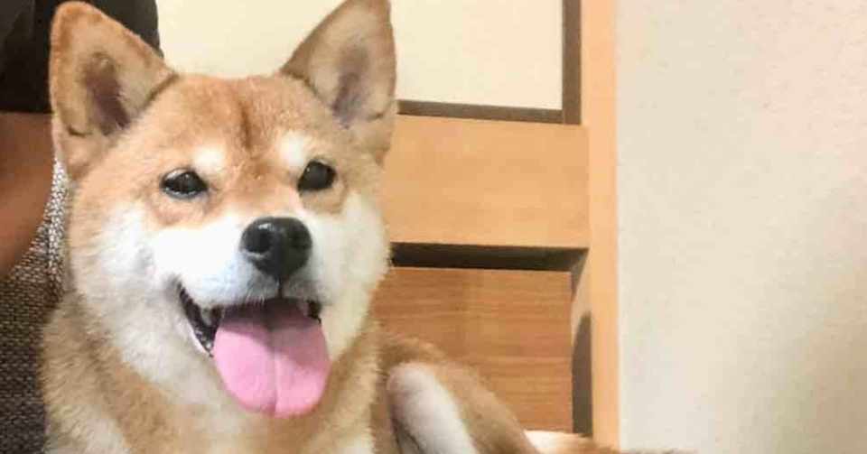 犬を手放したら犬が飛び込んできた 断捨離と不思議な出来事 つりタコ Note