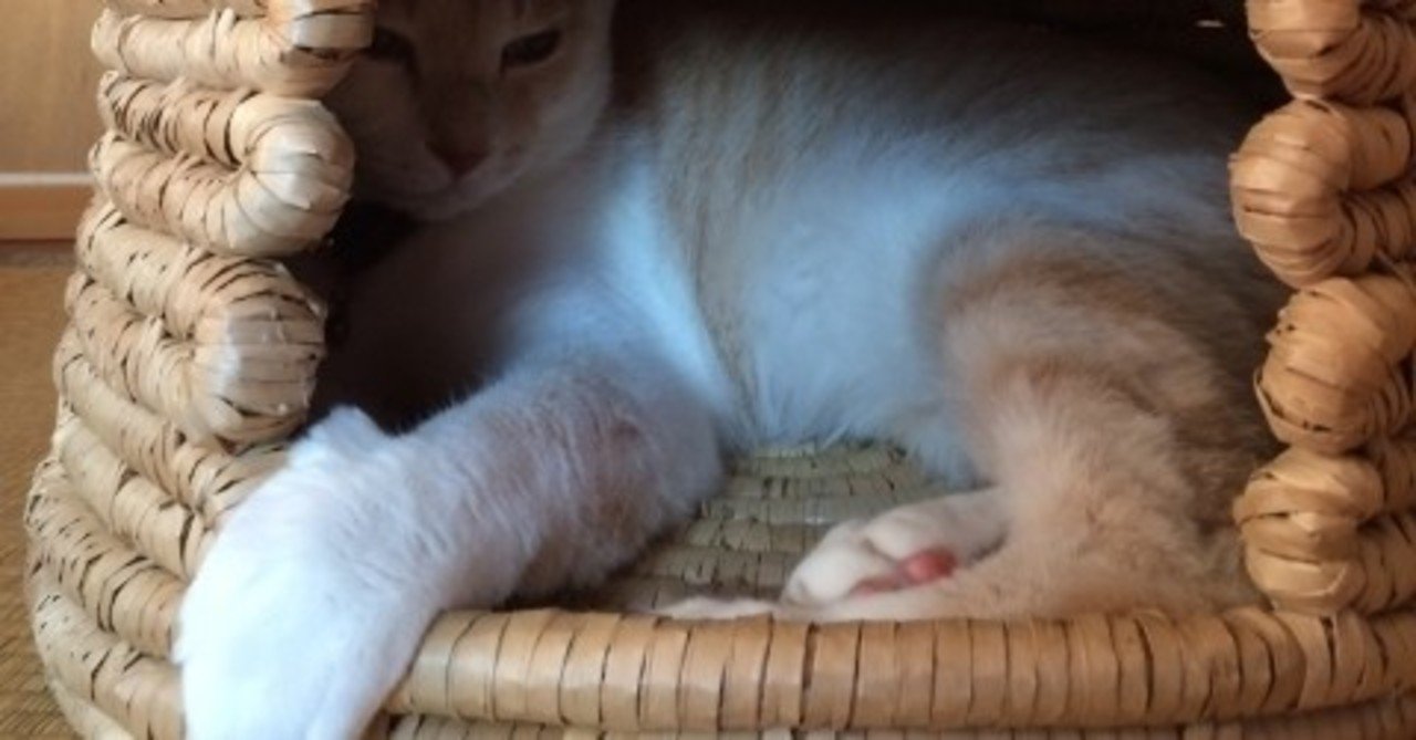 変わりゆく世界でも前を向いて スピッツ 猫ちぐら 感想 ツナマヨ Note