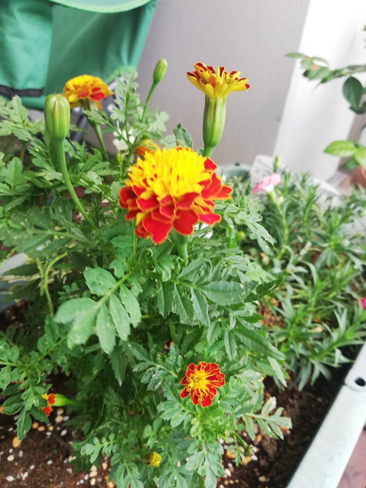 麦わらの帽子のキミ マリーゴールド Nochyou Note