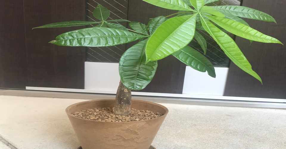 パキラの植え替えしました Shubei Note