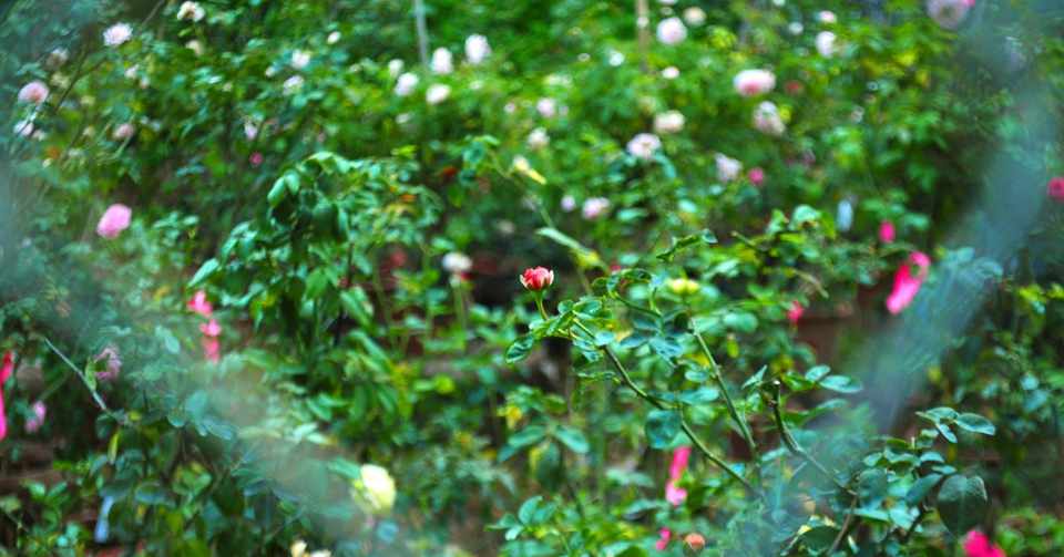 Bed Prep For Rose 粘土質の土壌をバラが栽培出来る土壌にするには その Monkey Gardener Note