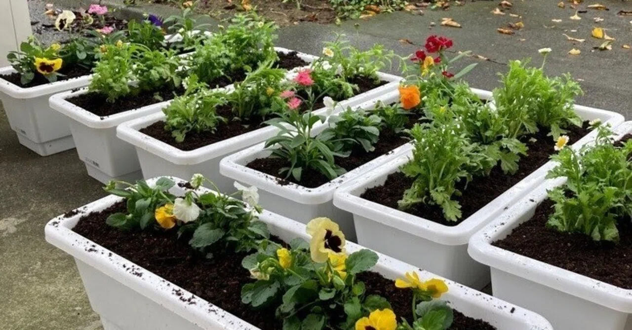 Let's Make Them Bloom! 