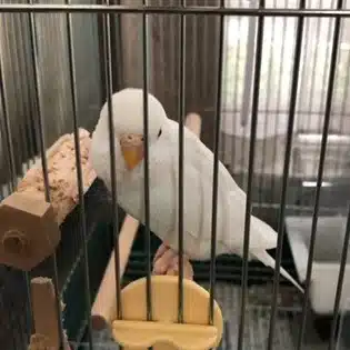 タク