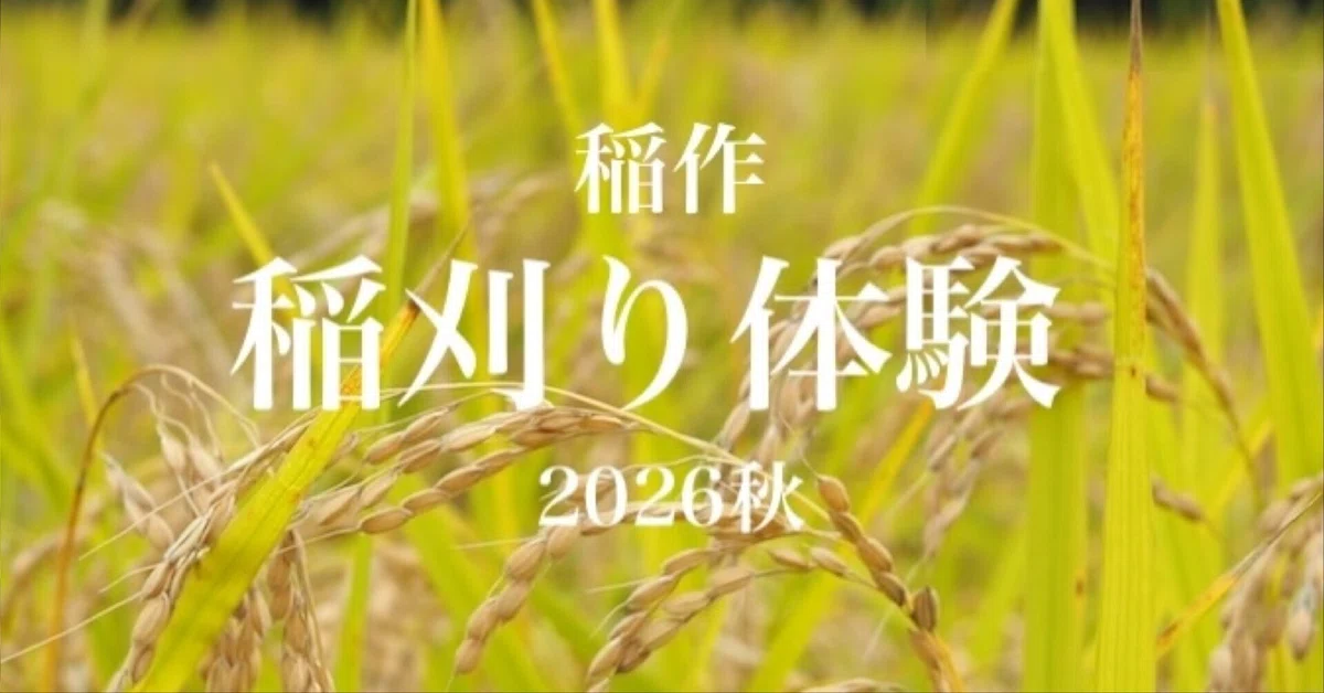 [BELAY FARM] 10/18 (Sun) Rice Farming: Rice Harvesting Experience 