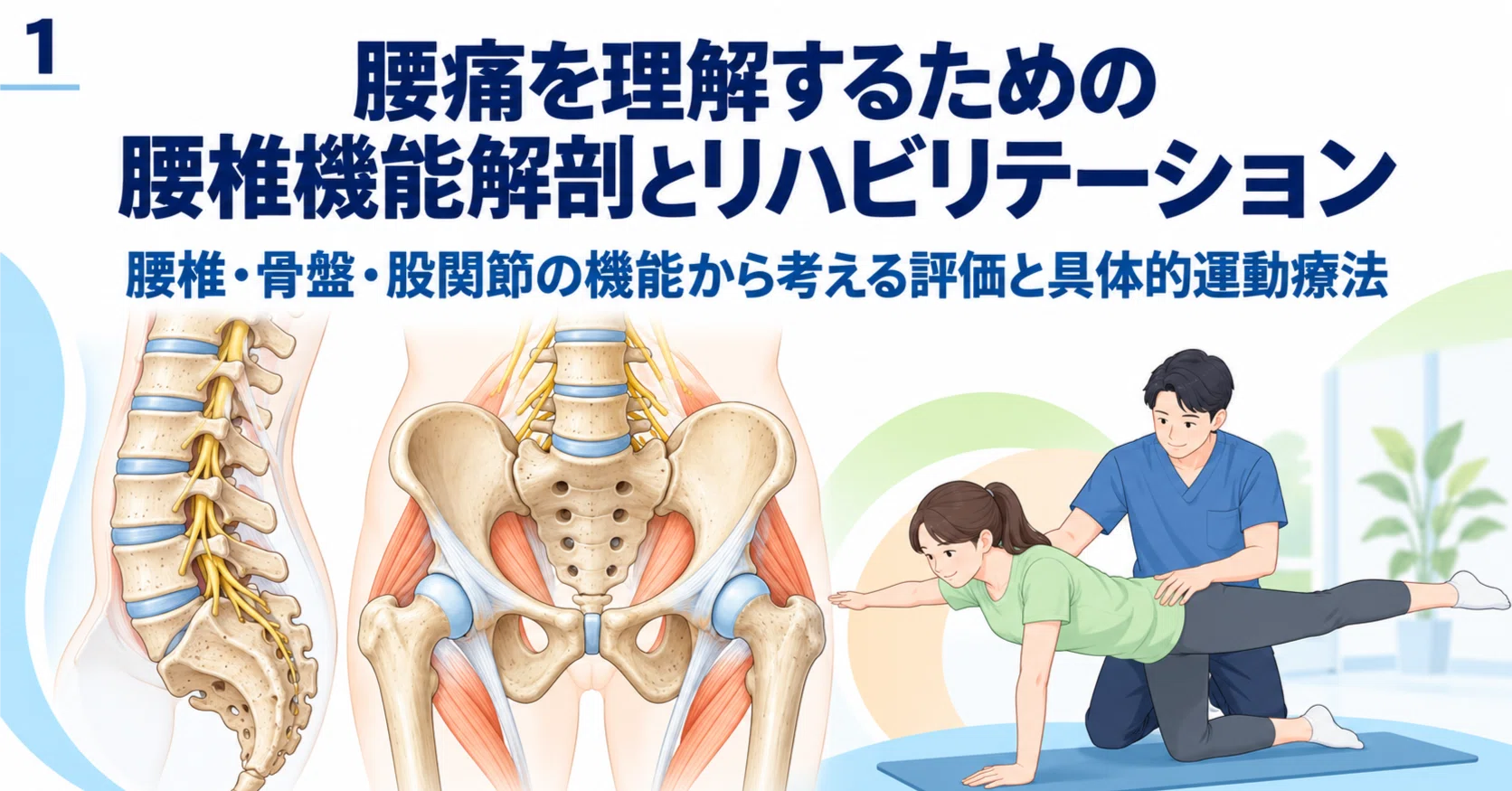 腰痛リハビリのための腰椎機能解剖｜腰椎・骨盤・股関節の評価と具体的