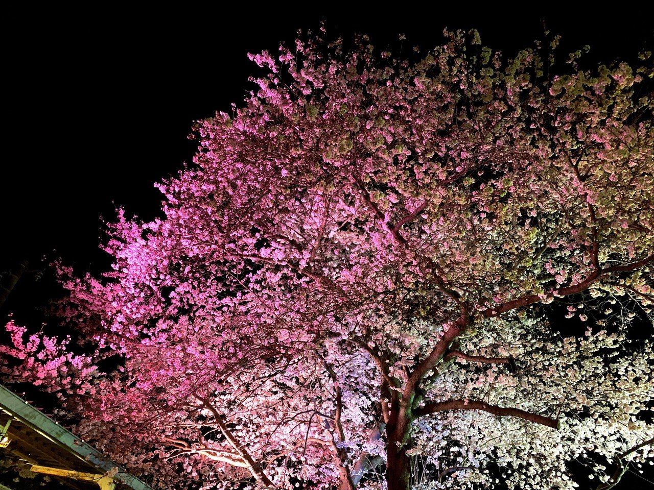 04 それでもやはり 桜は綺麗である Eringi Note