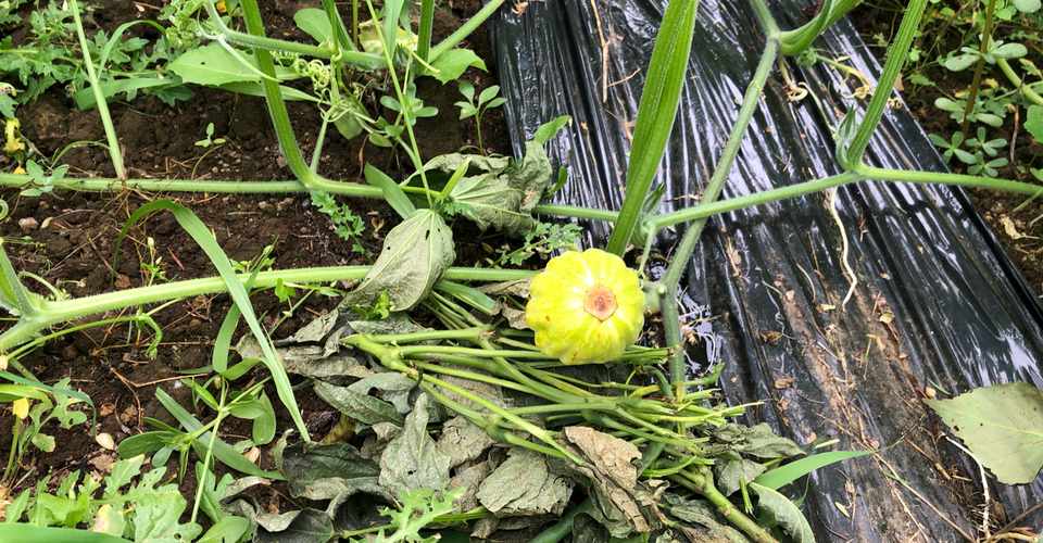 8 9 とうもろこしの様子見とカボチャの剪定 永井冬星 Note