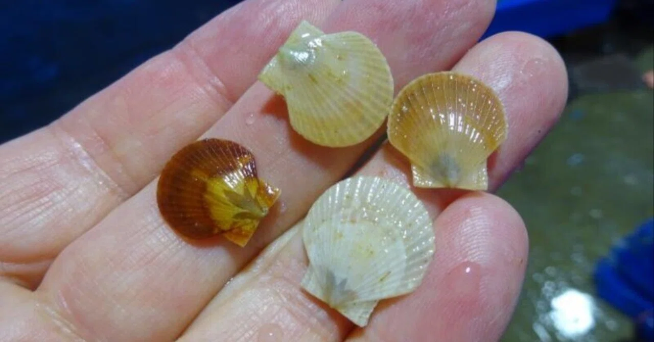 What I Learned Sorting Scallops at 4 AM: The Sense of Ownership ...