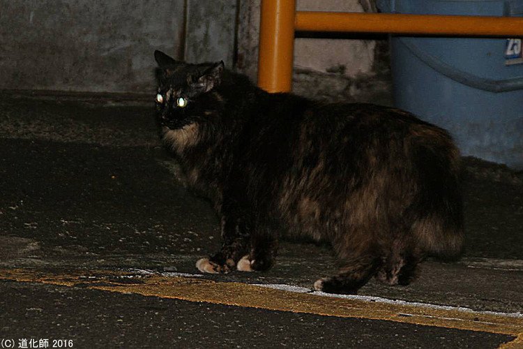 Stray cat 301  #photo #写真 #cat #猫 #ねこ #ネコ #猫写真 #ねこのきもち #癒し #モフモフ #テリトリー #territory #縄張り