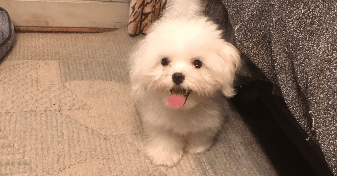 マルチーズ の新着タグ記事一覧 Note つくる つながる とどける