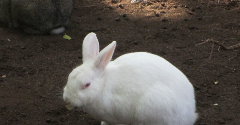 ポケモン剣盾 エースバーンの育成論と対策 リベロ型 ビルド型 タヌト Note