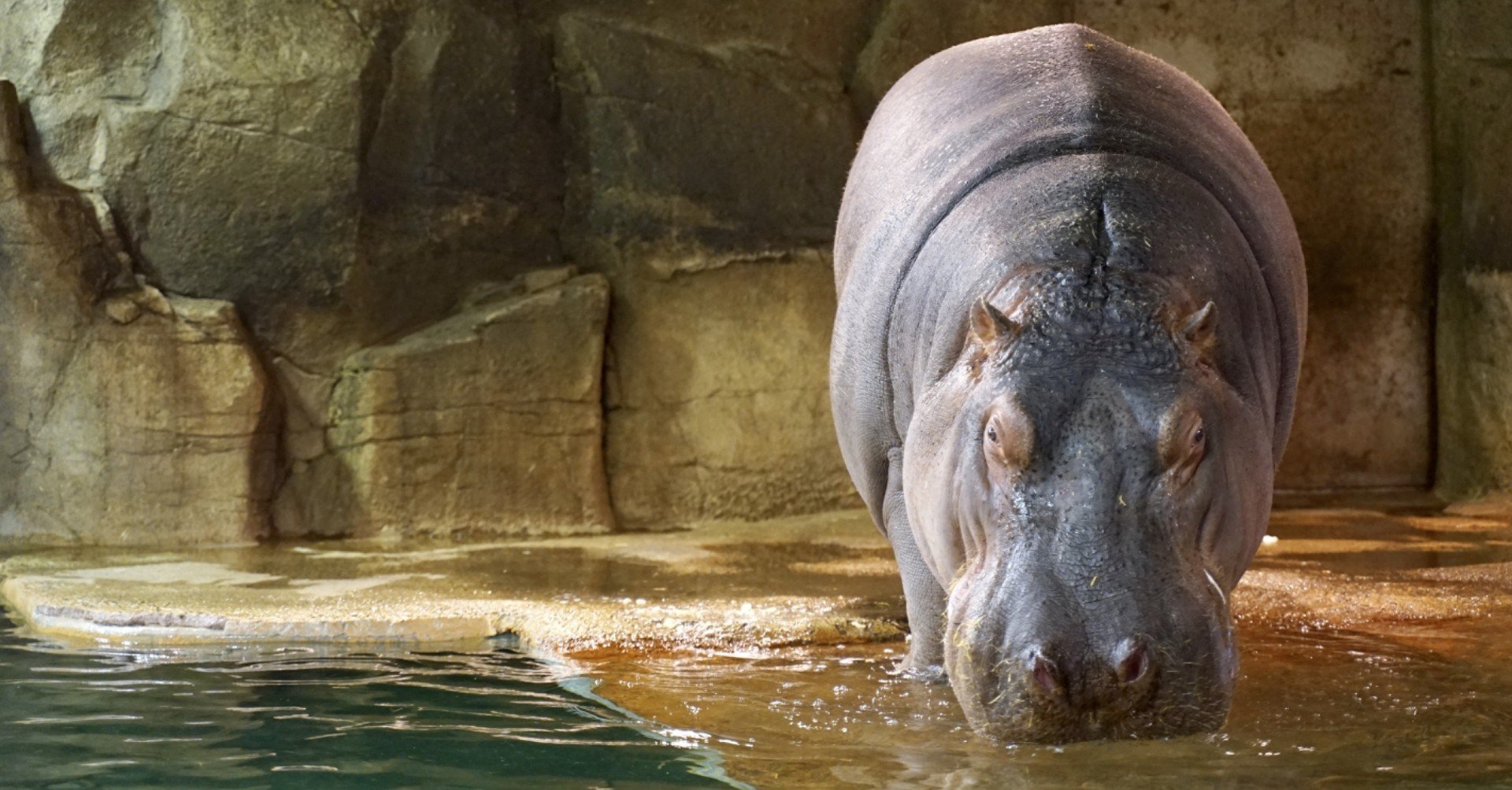 ポケモン カバルドンの育成論と対策 ステロ型 ゴツメ型 タヌト Note ポケモン カバルドンの育成論と対策 ステロ型 ゴツメ型 タヌト Note