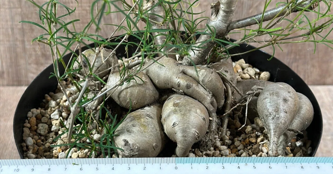 塊根がカオス状態のユーフォルビア・ヘディオトイデスの植え替え