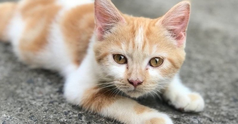 気楽に生きるコツ５選 のずのブログ Note