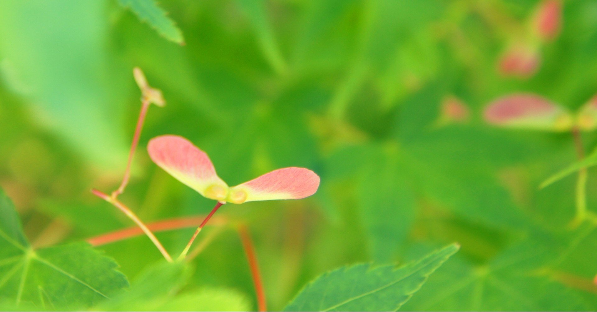 芽生える