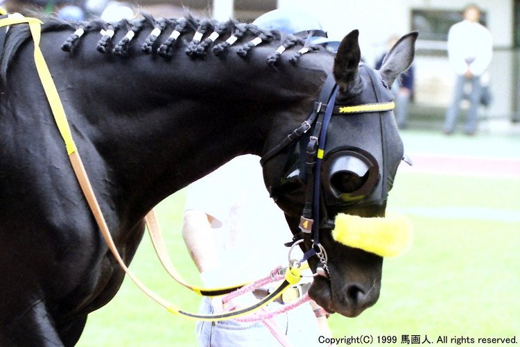 キズナ　馬の毛　たてがみ お洒落なタテガミ Catalog - 競馬｜馬画人 (まがじん)｜note
