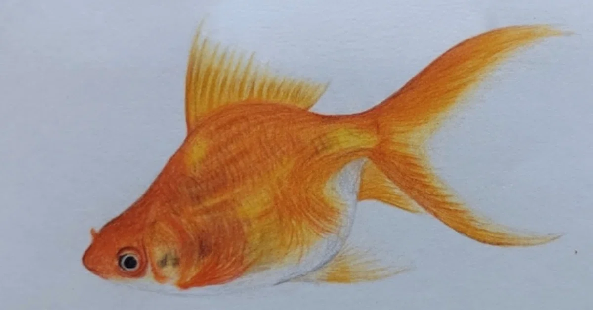 色鉛筆画 金魚｜ひかるのぞみ