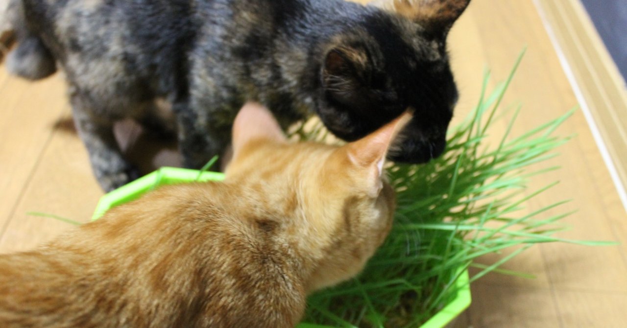 猫草水耕栽培 Nakada Shugo Note 猫草水耕栽培 Nakada Shugo Note