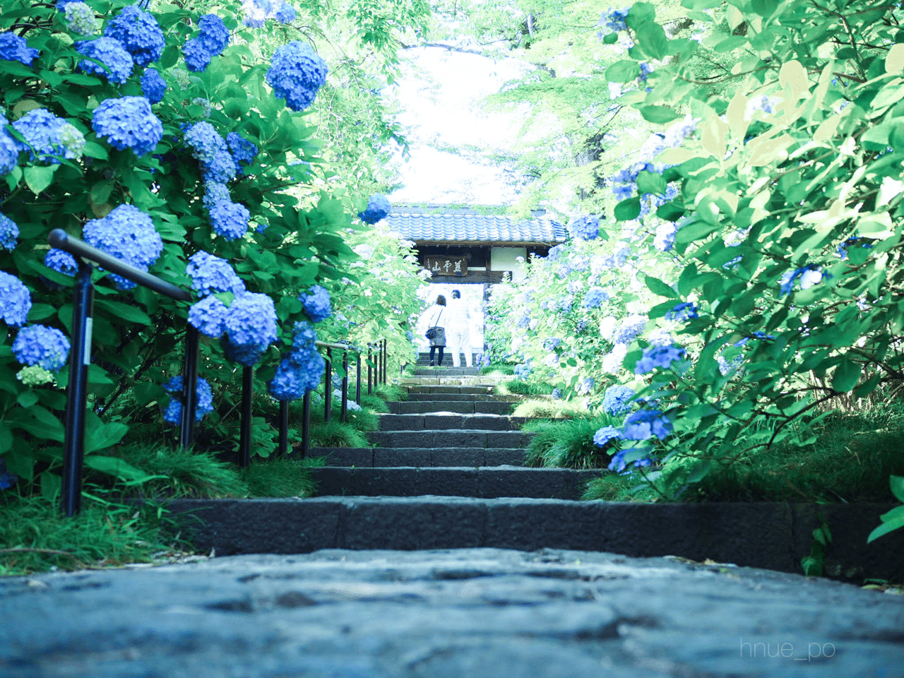 小さな花達が紫陽花になるまで 青 Note