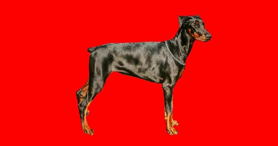 畜犬談 太宰治 カラッと笑えるよ と 爽やかに にしきれお Note