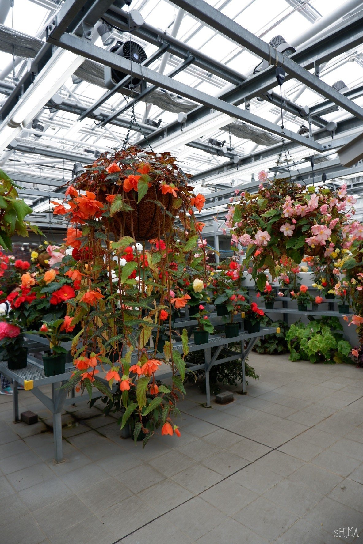 神代植物公園大温室ベゴニア しま Note 神代植物公園大温室ベゴニア しま Note