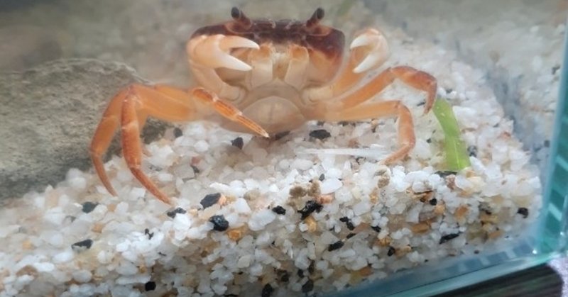 サワガニを飼い始めました ロックン Note