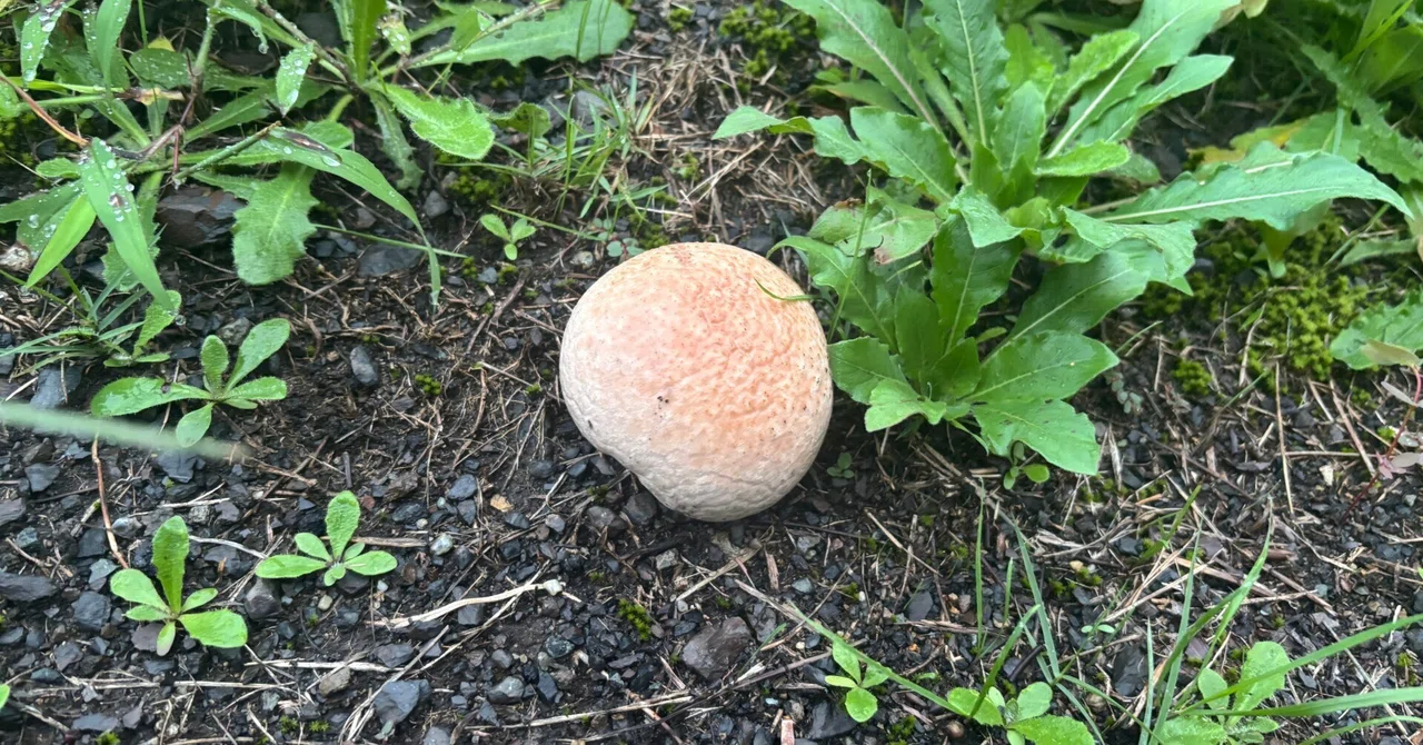 [If you find a small mushroom, you might find a smaller world!?] The ...