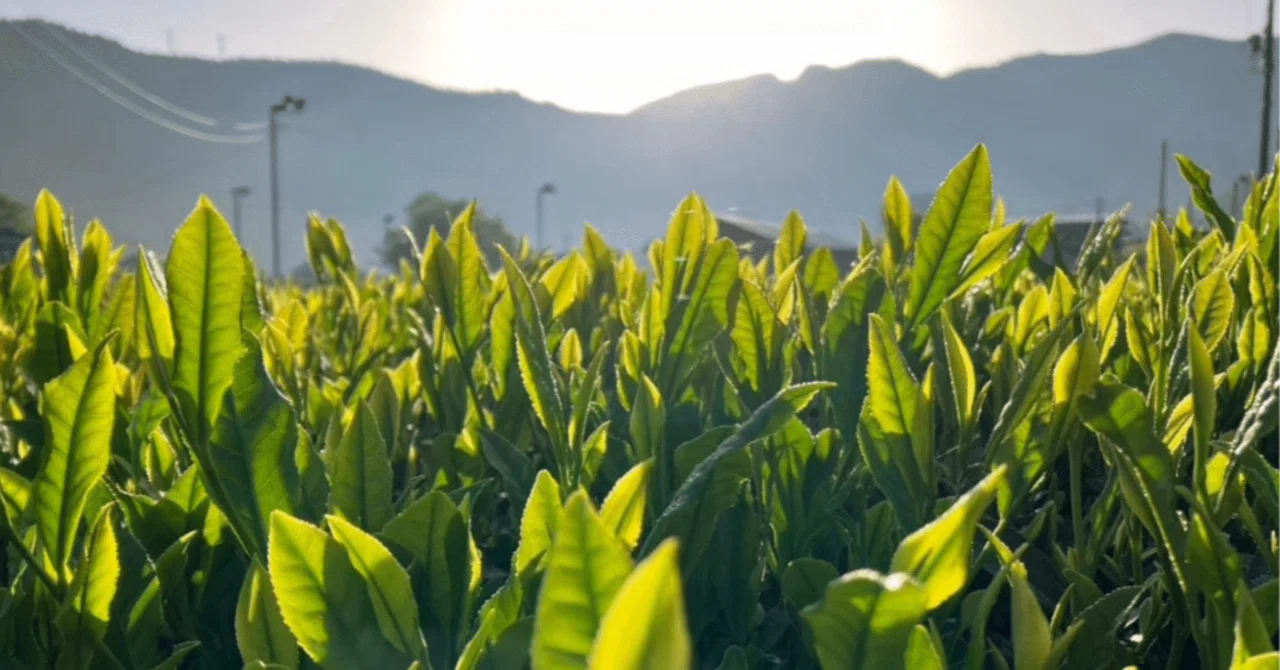 A bowl of matcha is born from the leaves of a camellia relative: The ...