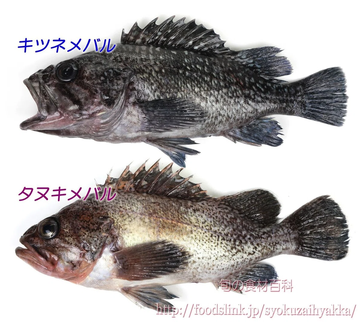 画像13
