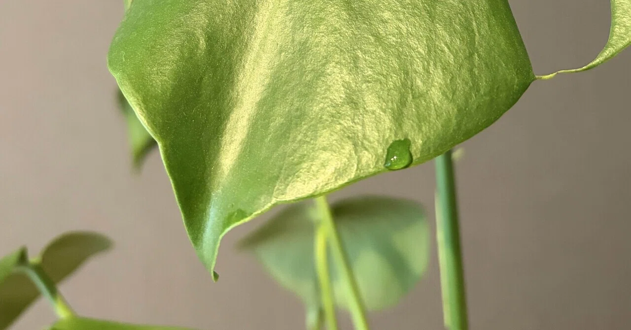 How to Spend the Twenty-Four Solar Terms: Cold Dew and Relaxing the ...