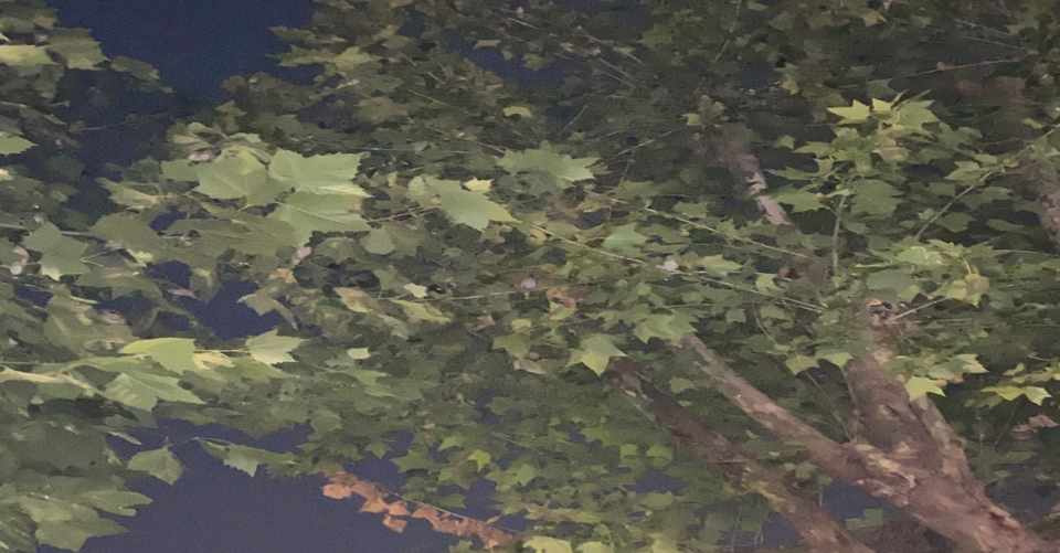 北区豊島でコウモリぽい鳴き声の観察した Katouyujin 加藤宥仁 Note