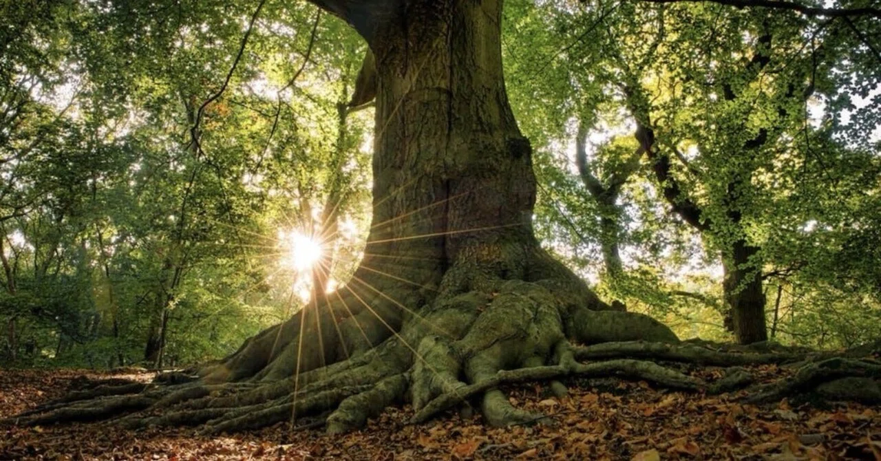 We are taking root where it cannot be seen｜Aquamarine Healing ｜ 自分に還る旅