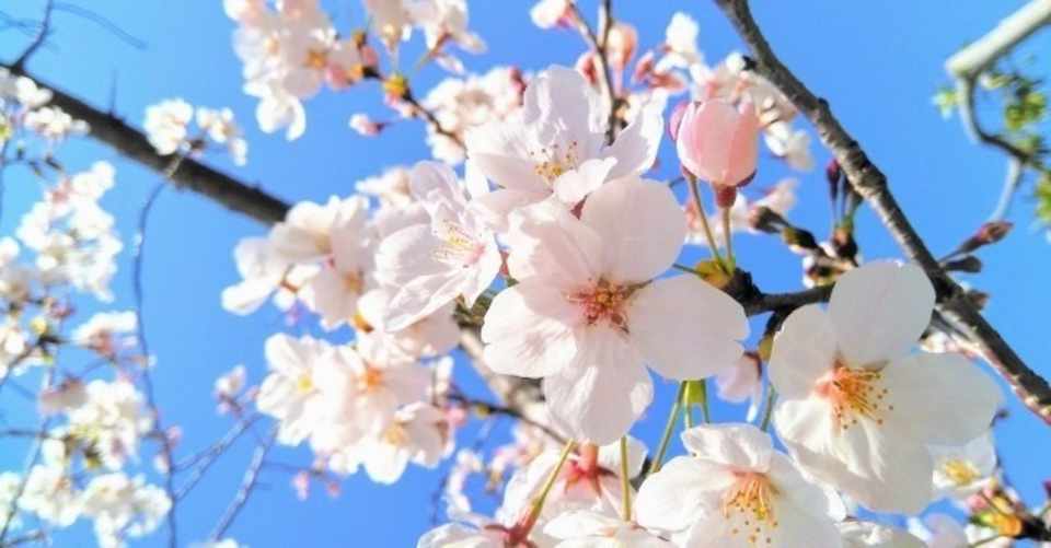 日本を代表する花 さくら Note