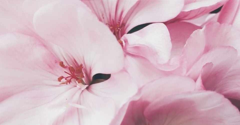 うみの不思議なお花の奇跡と不思議な力 Umi Note