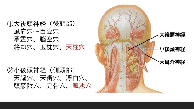 オンライン講義記事 東洋医学臨床論 頭痛 Yamato 鍼灸師で東洋医学のおにいさん Note