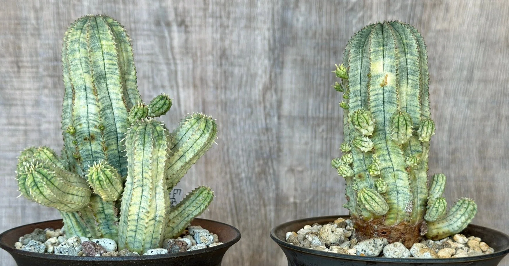 美しい斑入りのユーフォルビア・オベサ交配種 Euphorbia x obesa hyb