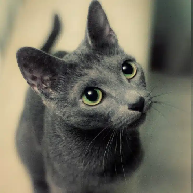 城ねこの探訪