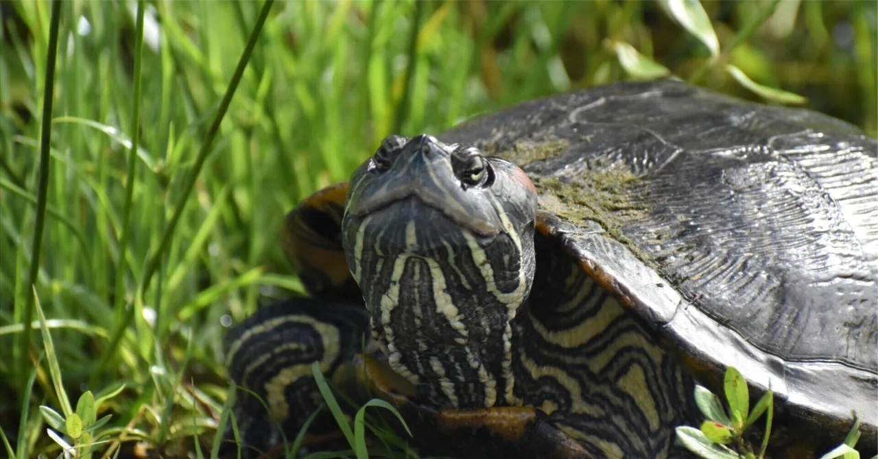 Detours, Retrospective #033: At the Library Where Turtles Walk (Spring ...