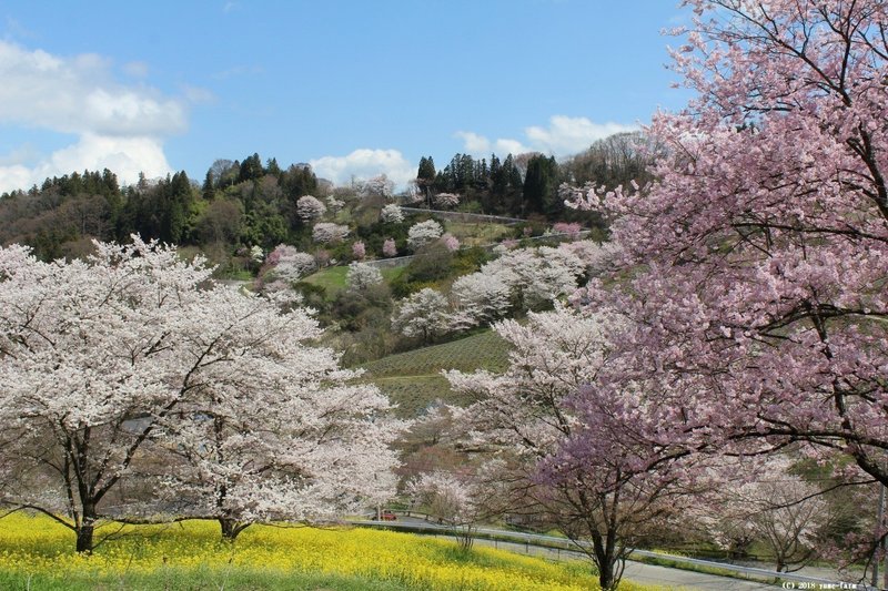 s-4月～桜と菜の花