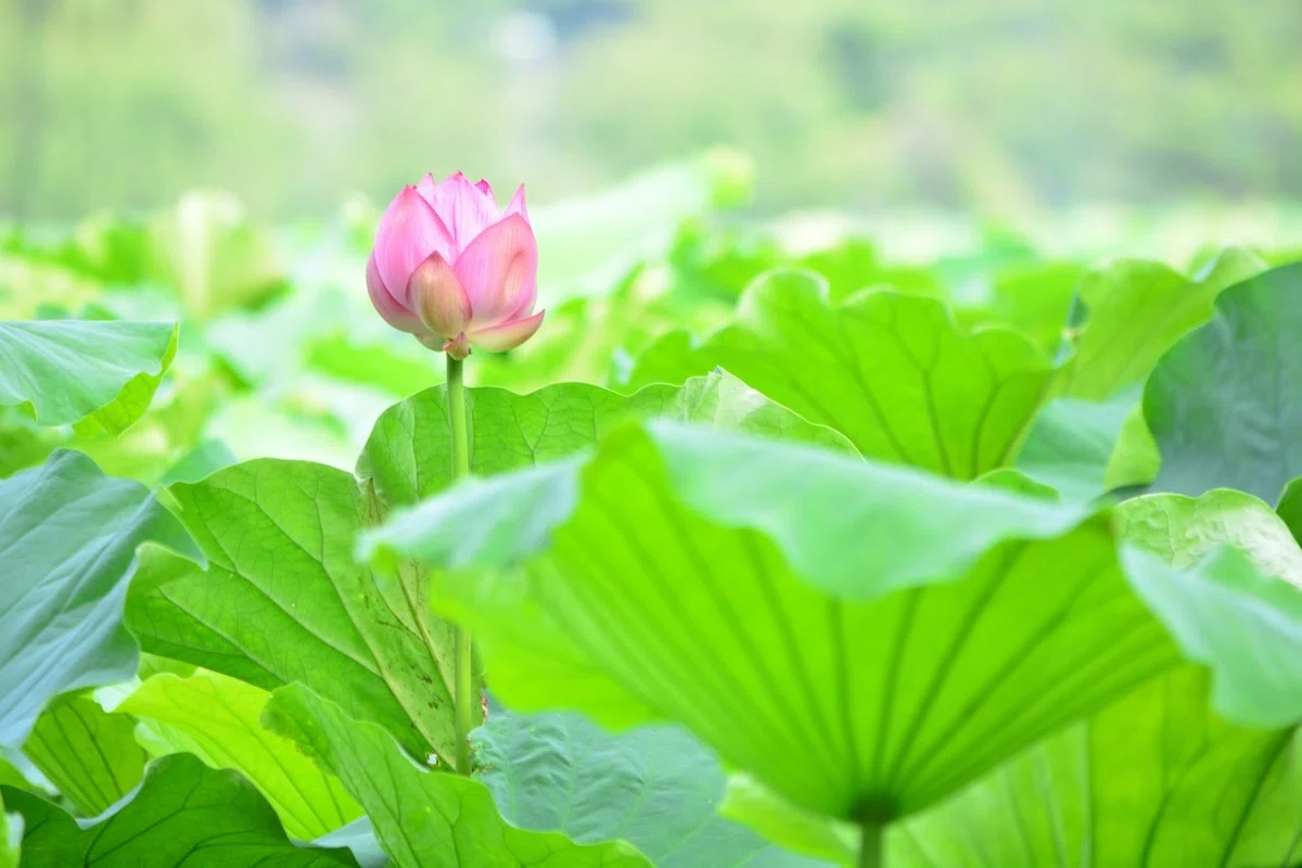 画像14