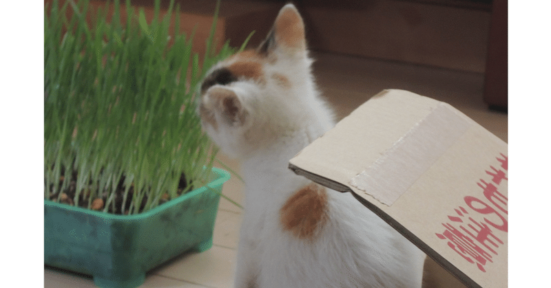 猫のフン詰まり その4入院治療その後 音楽帳工房 Note 猫のフン詰まり その4入院治療その後 音楽帳工房 Note