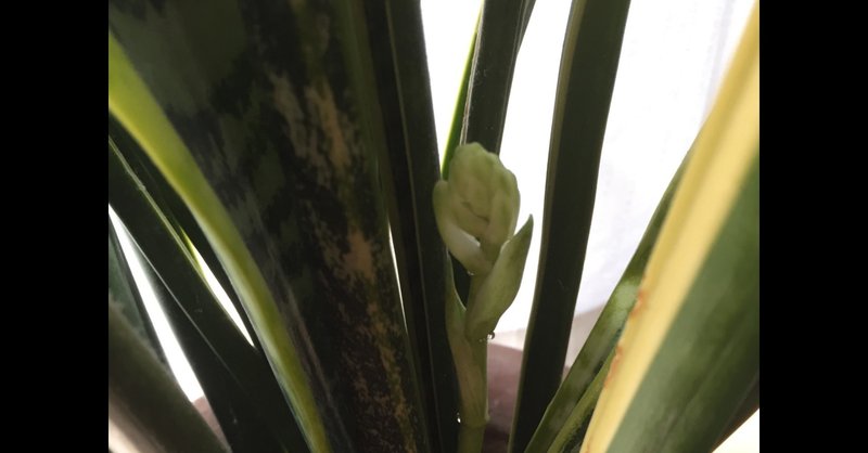 サンスベリアの花が咲く Re Note