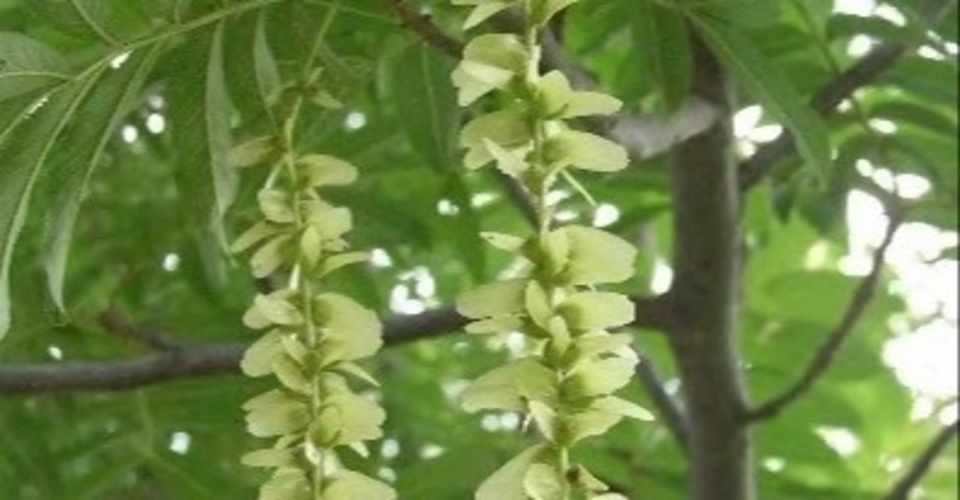 122 こんなときだから シューマン 花たちが愛をささやく くるみの木 アートな小部屋 Note
