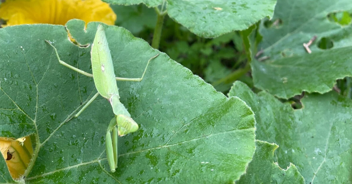 畑の生きもの】かぼちゃの葉の上で、カマキリが待っていた｜動かない